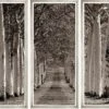 Avenue Of Trees - Triptych