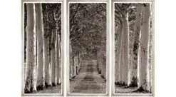 Avenue Of Trees - Triptych
